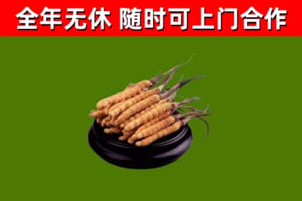 峄城回收散虫草