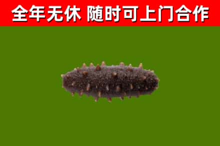 峄城回收海参干